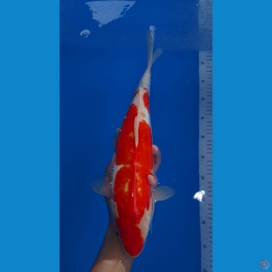 kohaku doitsu