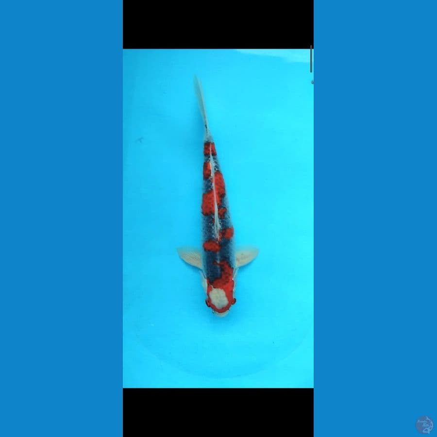 goshiki male