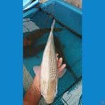 Soragoi Ginrin Jantan 38cm