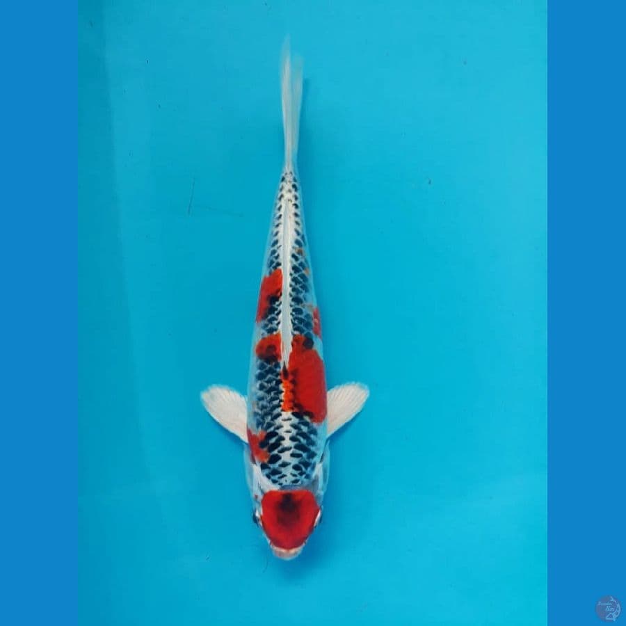 Maruten Kujaku 25cm
