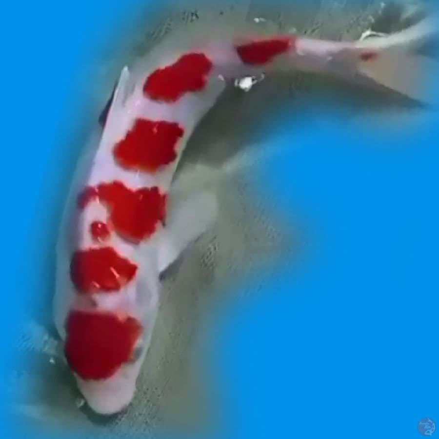 RED 22CM