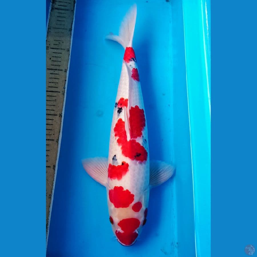 50bu sanke male merah poll sq
