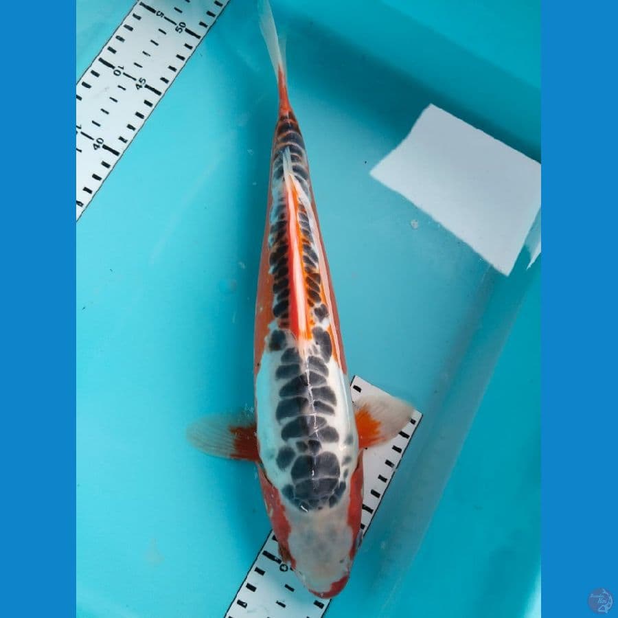 susui 36cm