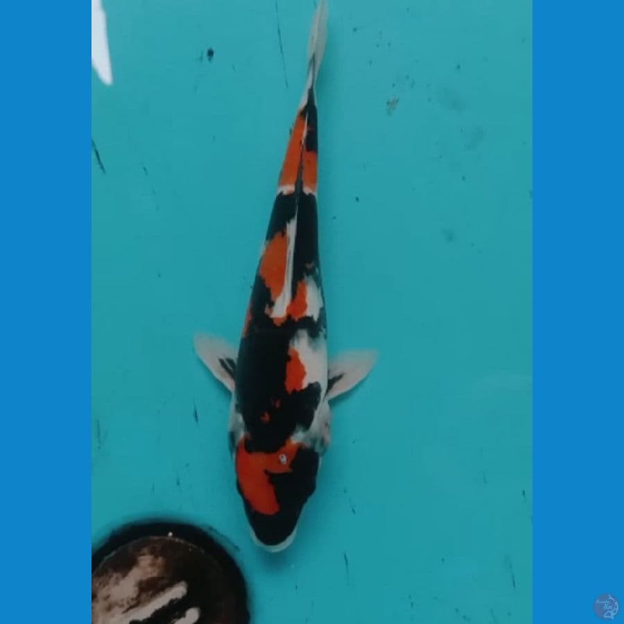 Showa 20cm