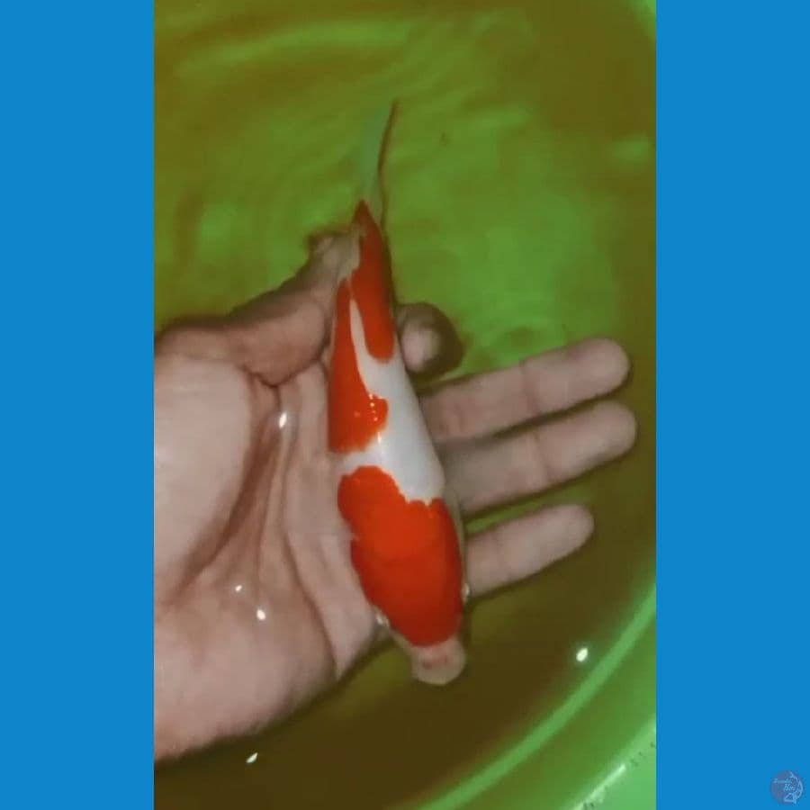 Kohaku 17cm