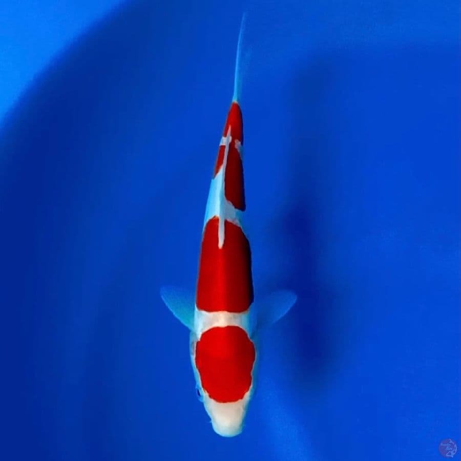 yondan doitsu murni Kohaku 25cm