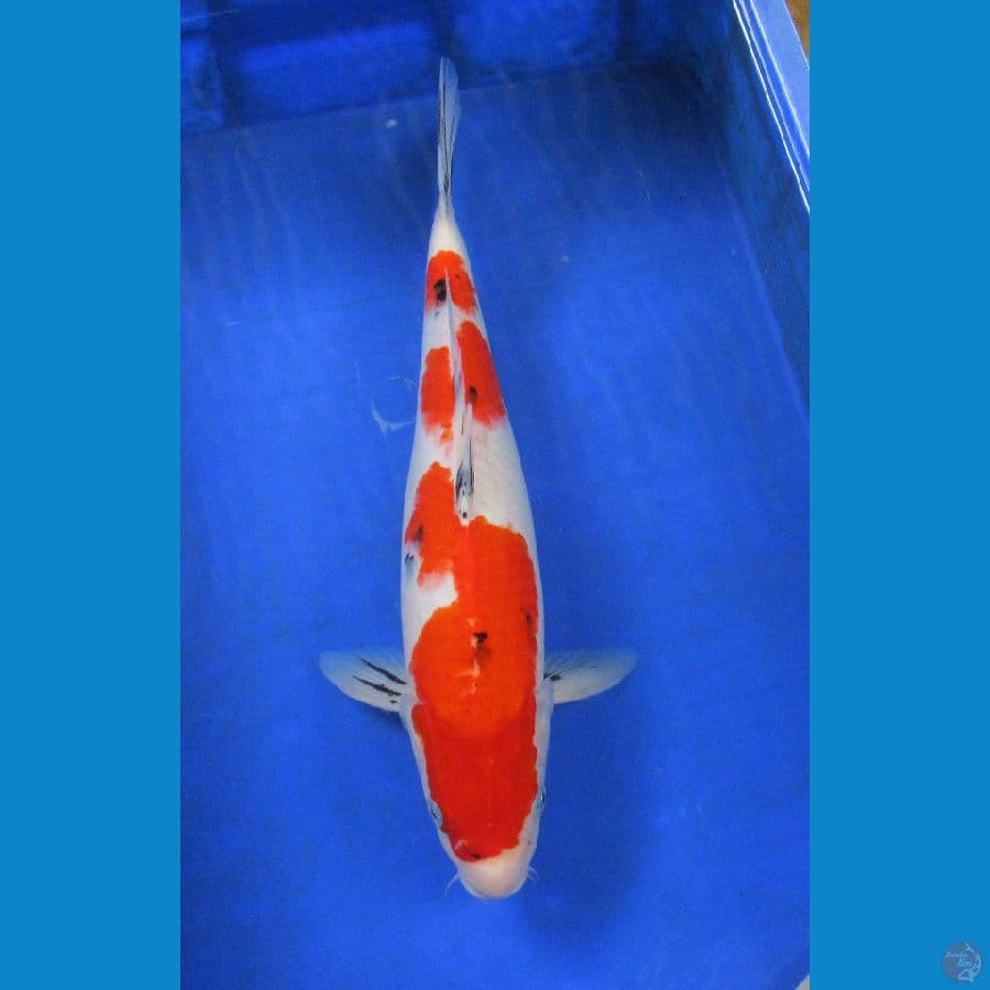 showa sanke ±40cm jantan