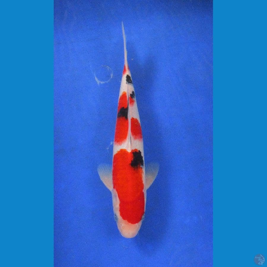 showa ±28cm jantan