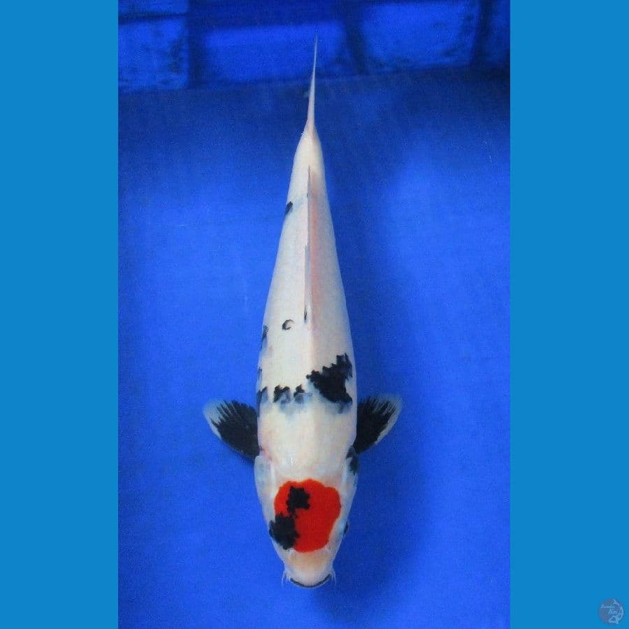tancho ±36cm jantan