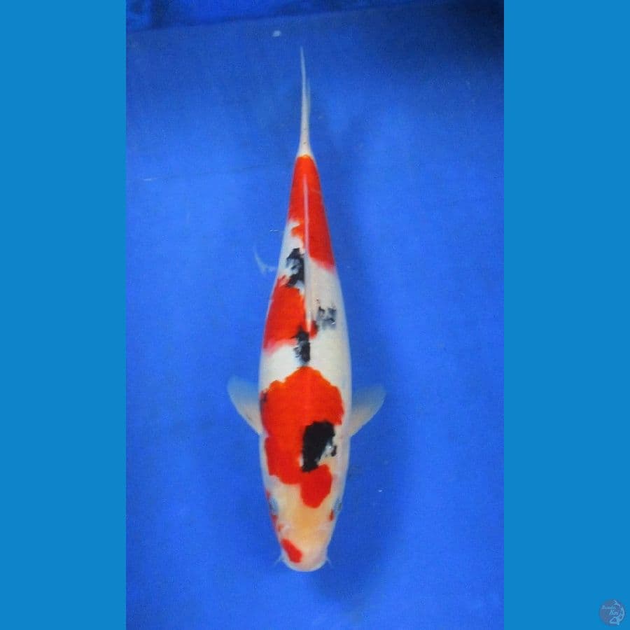 showa sansoku ±32cm 