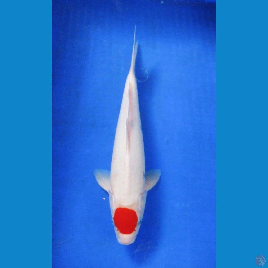 tancho ±37cm ori