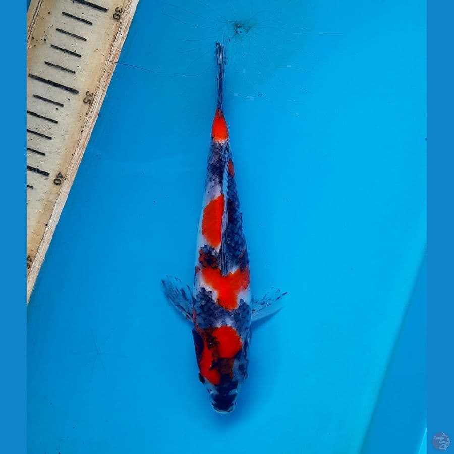 tategoi showa 20cm 