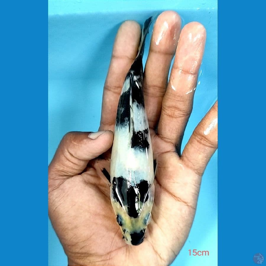 15cm
