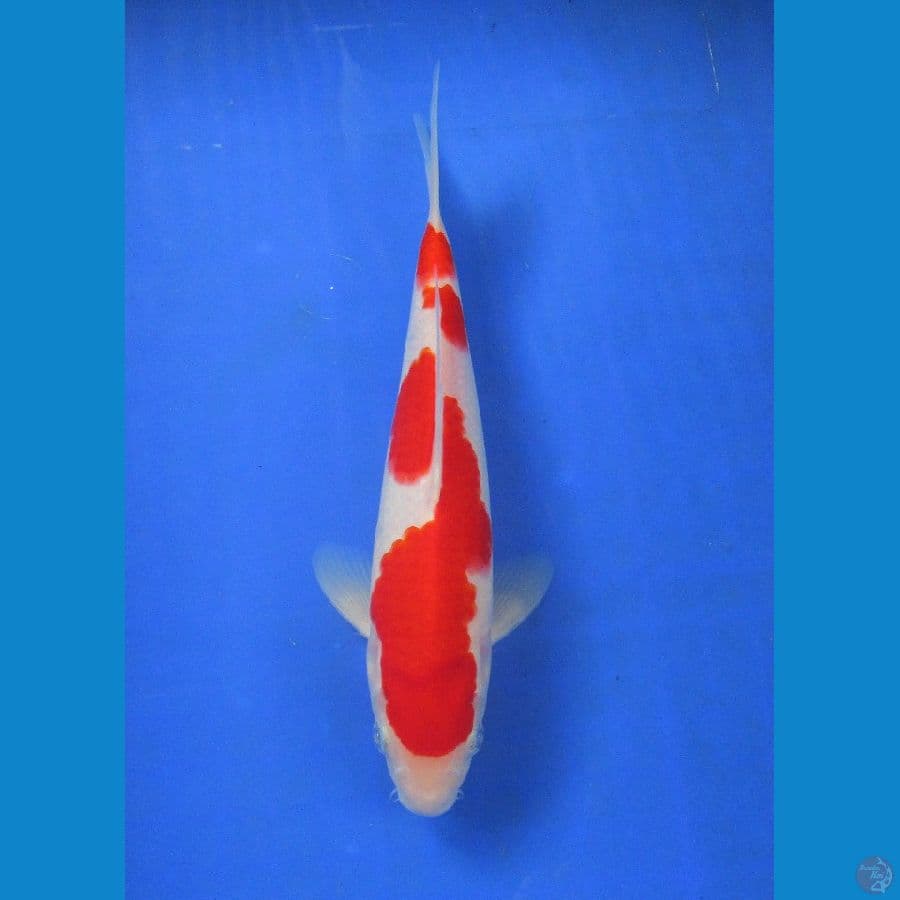 kohaku ±28cm jantan hq