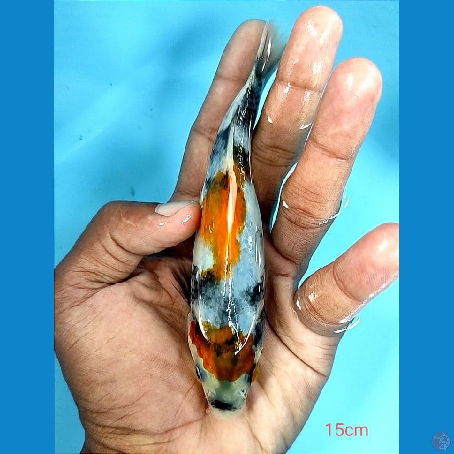 tategoi 15cm