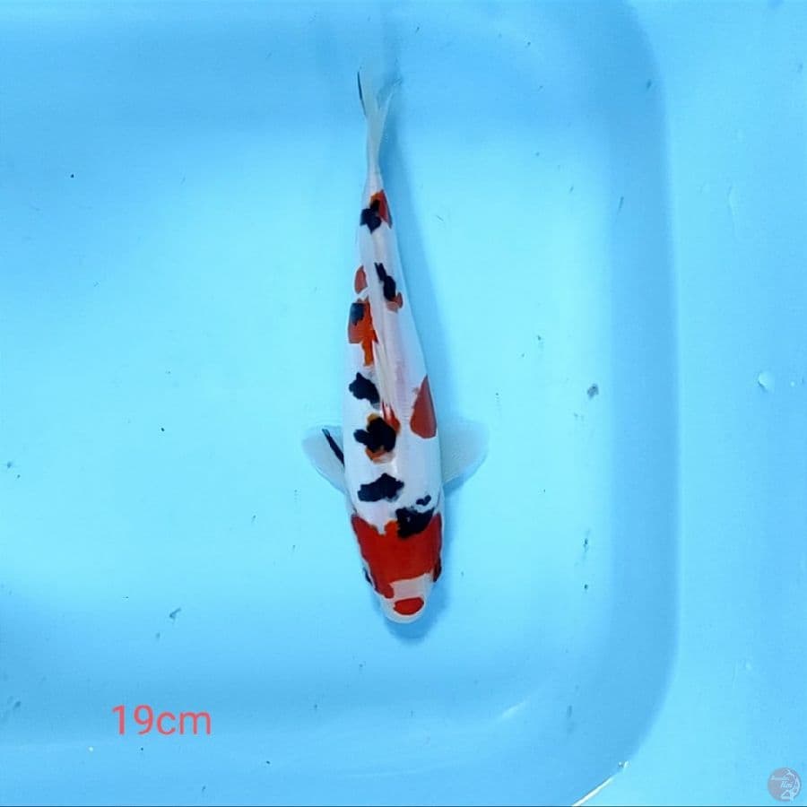 doitsu tsubosumi 19cm