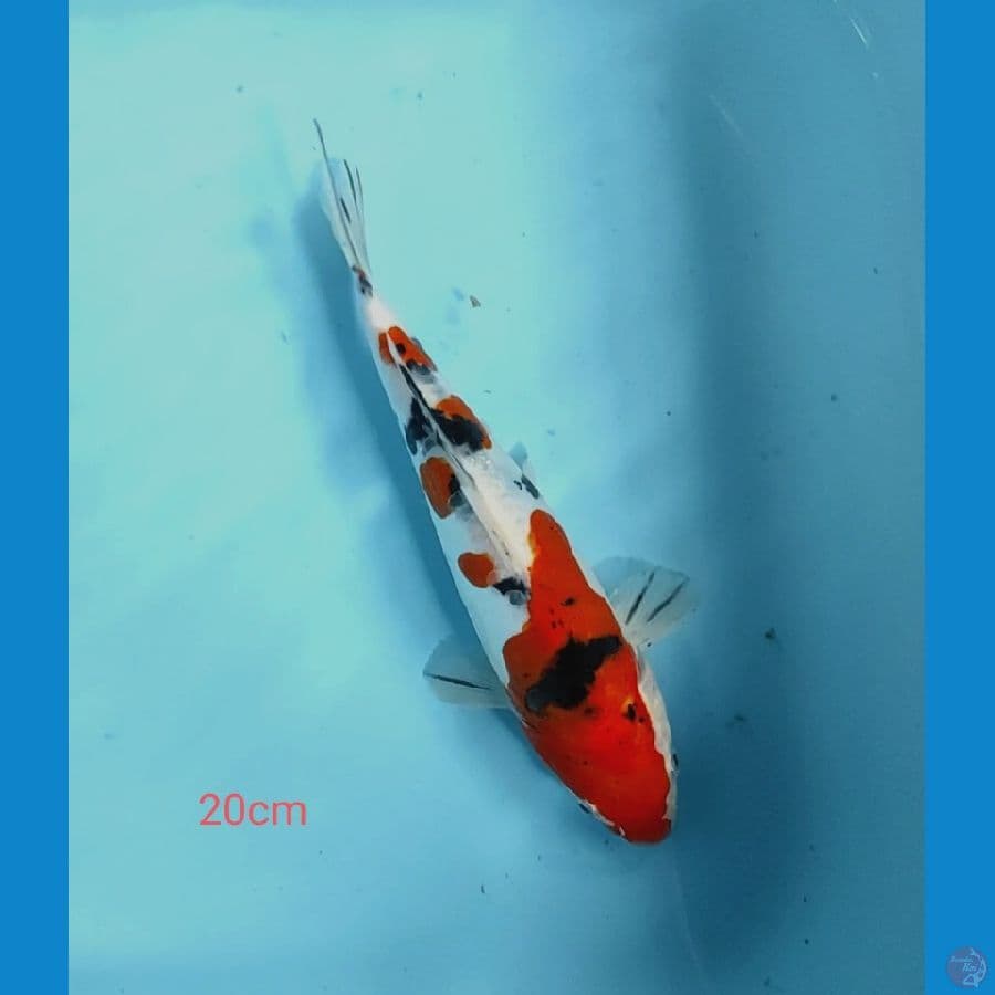20cm