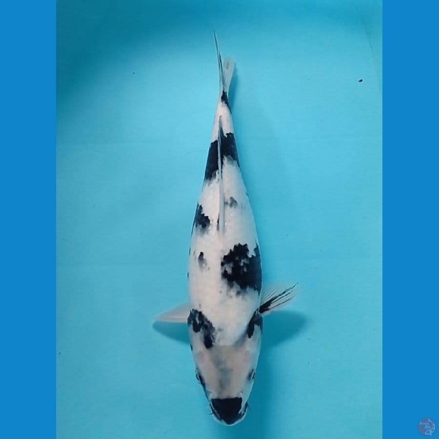 34 cm siri utsuri