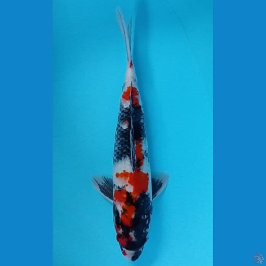 showa 35 cm 
