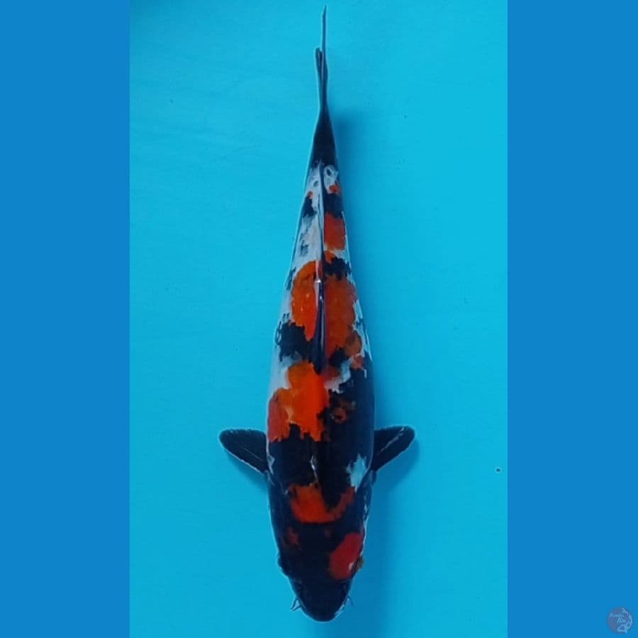 31 cm