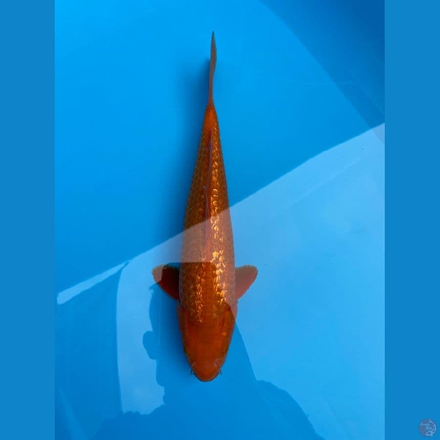 RED CARAMEL GINRIN CRON