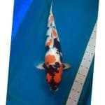 Showa isa female 65