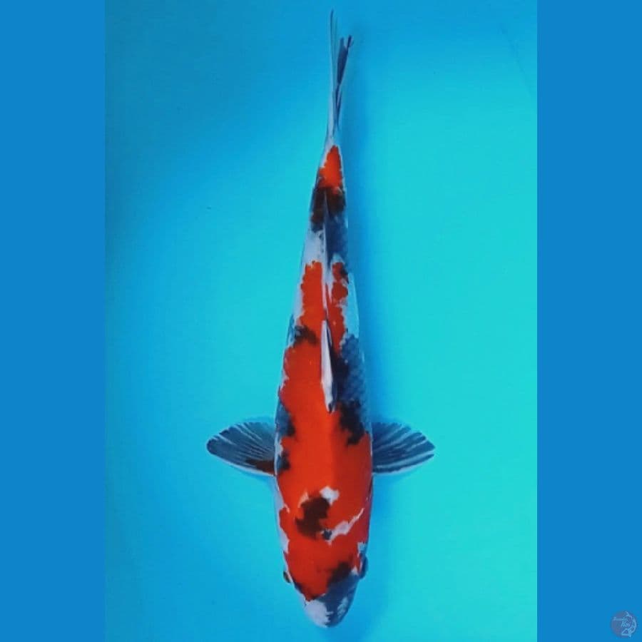 36 cm 