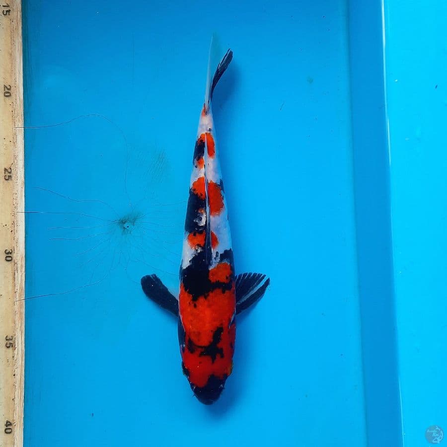Showa 22cm