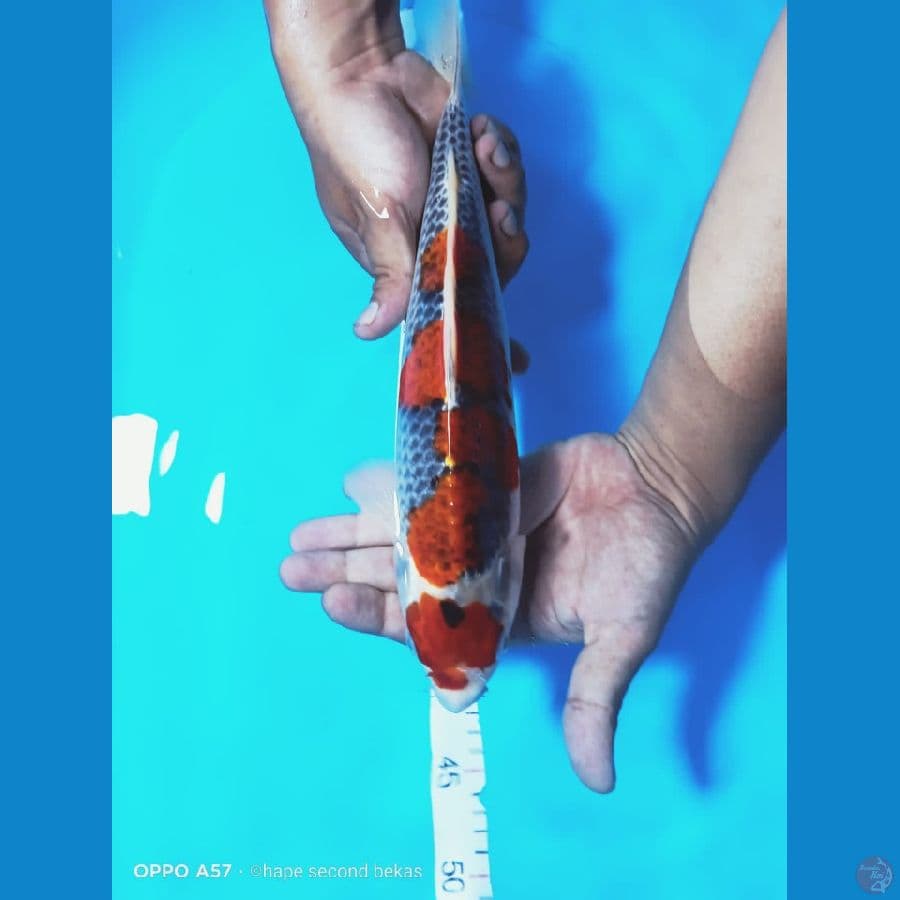 GOSIKI 33CM