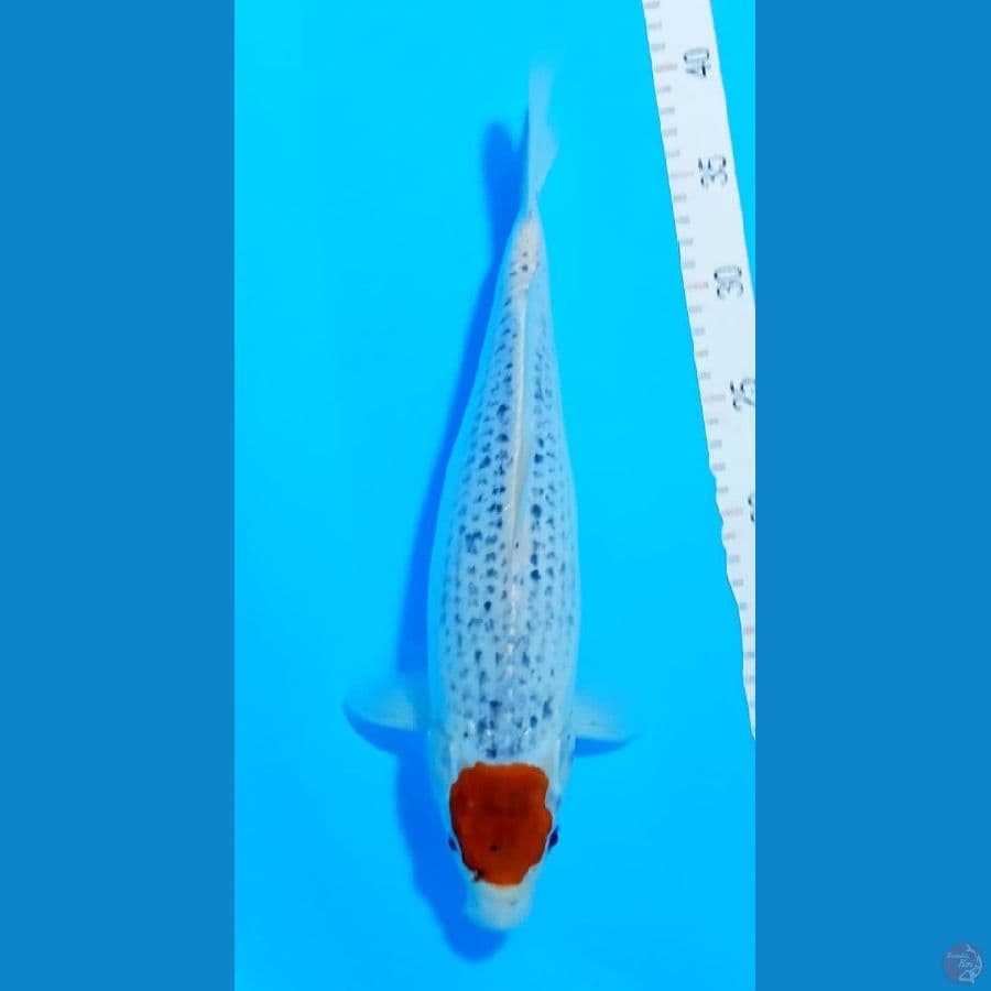 TANCO GOSIKI 35CM