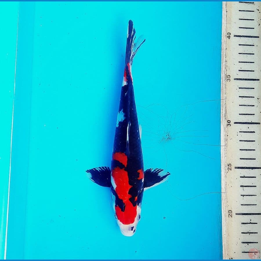 Showa red black 22cm
