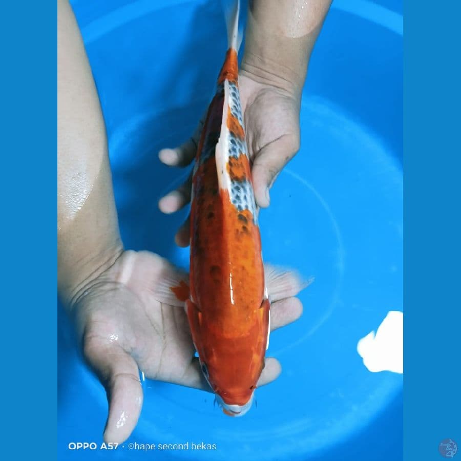 GOSIKI 33CM