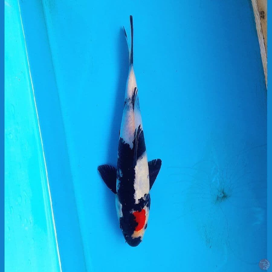 Tancho showa 26cm 
