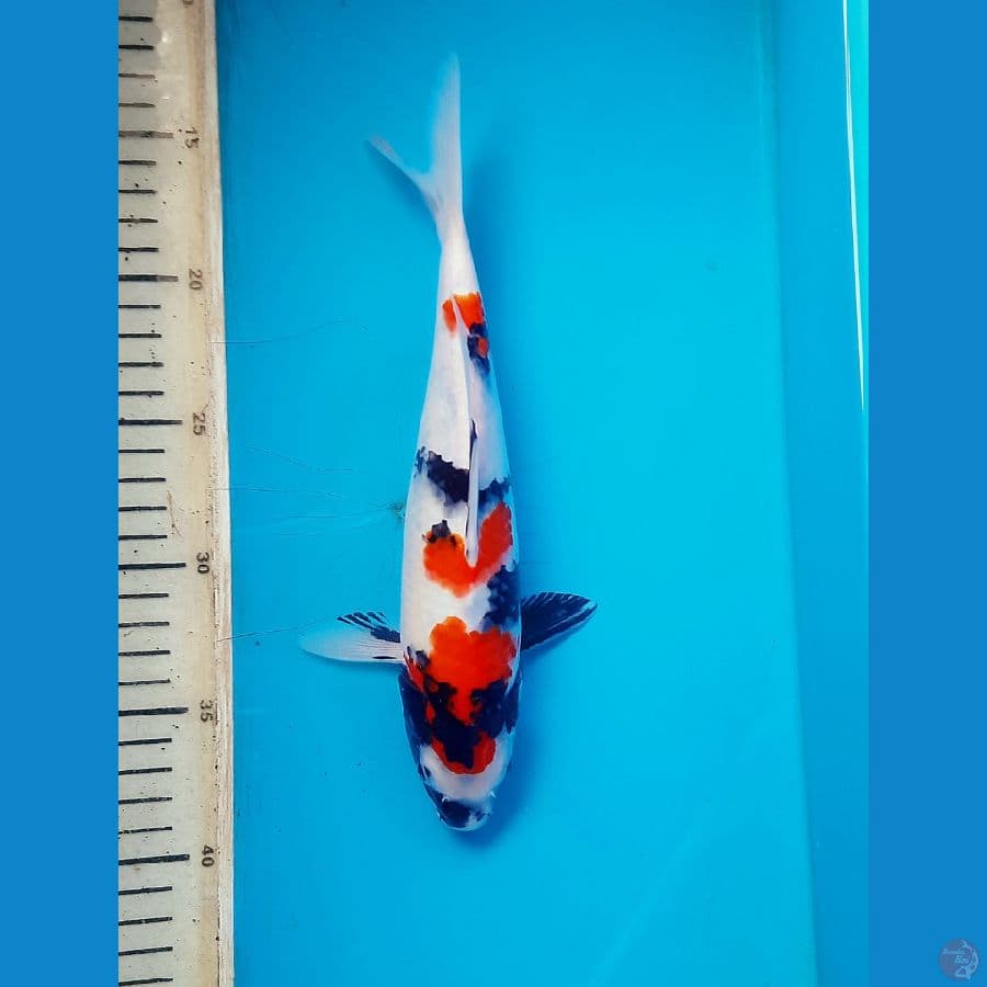 Kindai showa 25cm