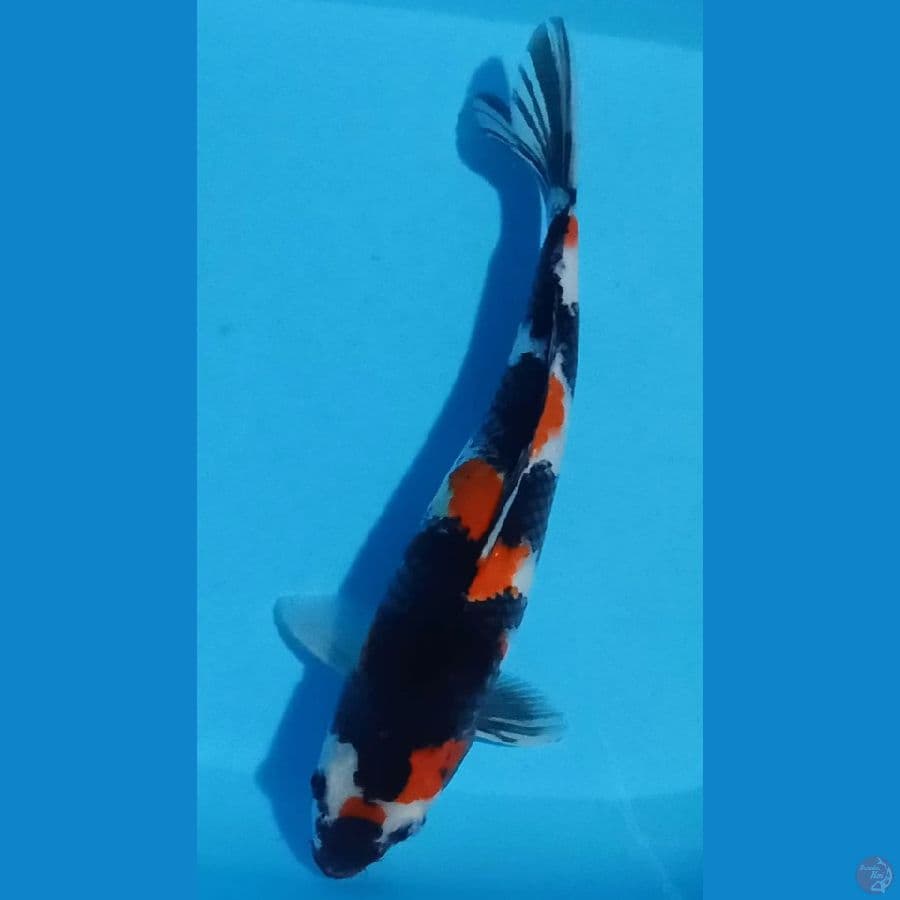 Showa Sansoku 38cm