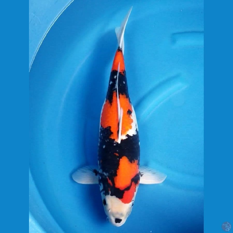 Showa 48 cm female