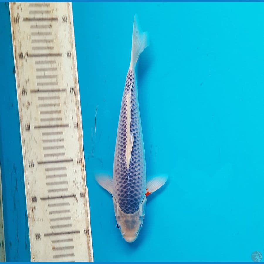 Asagi 30cm