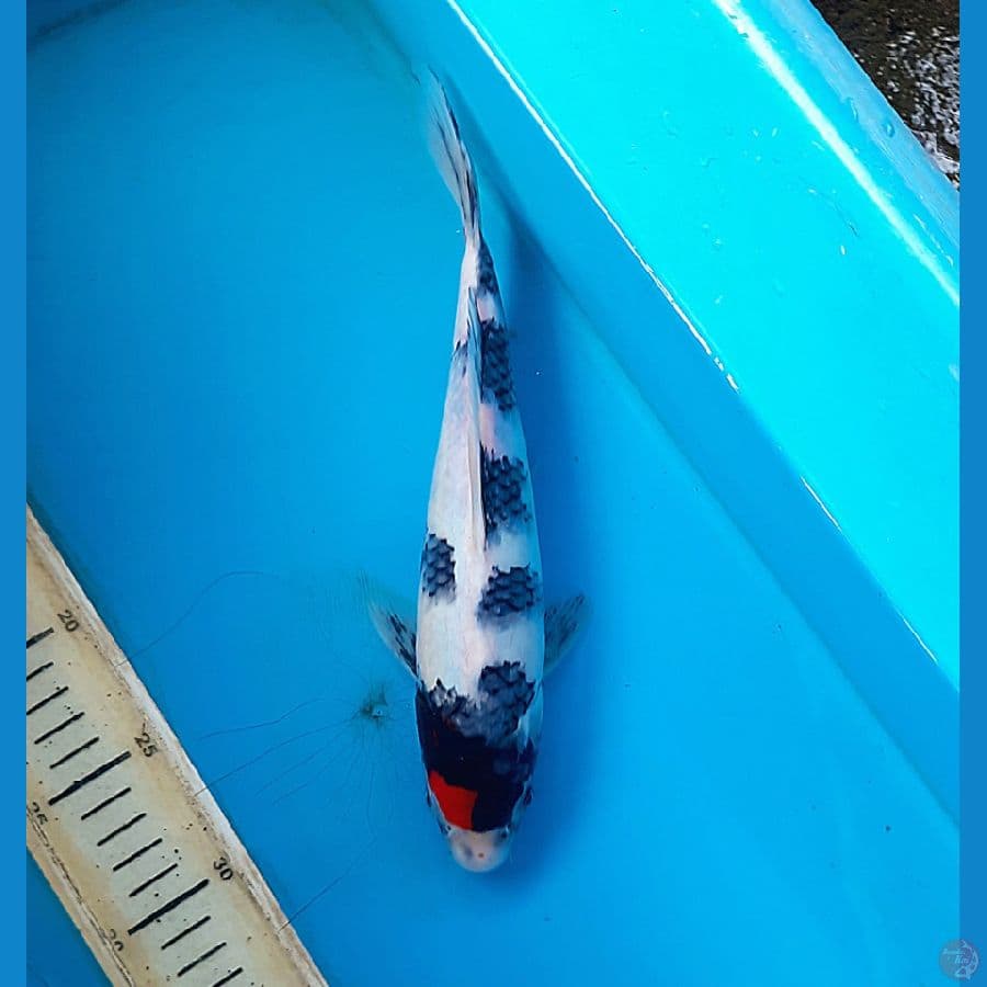 Tancho showa 27cm