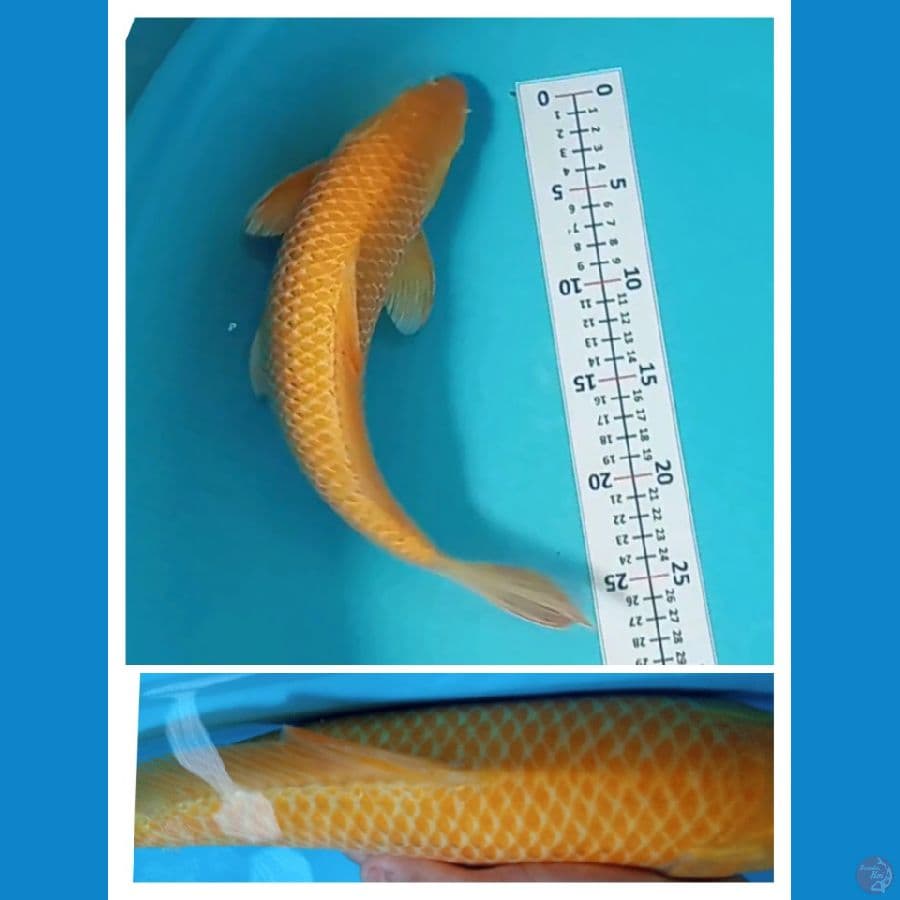 Karasi Corn 35CM JANTAN