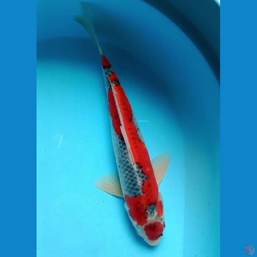 SQ Goshiki male 34 cm