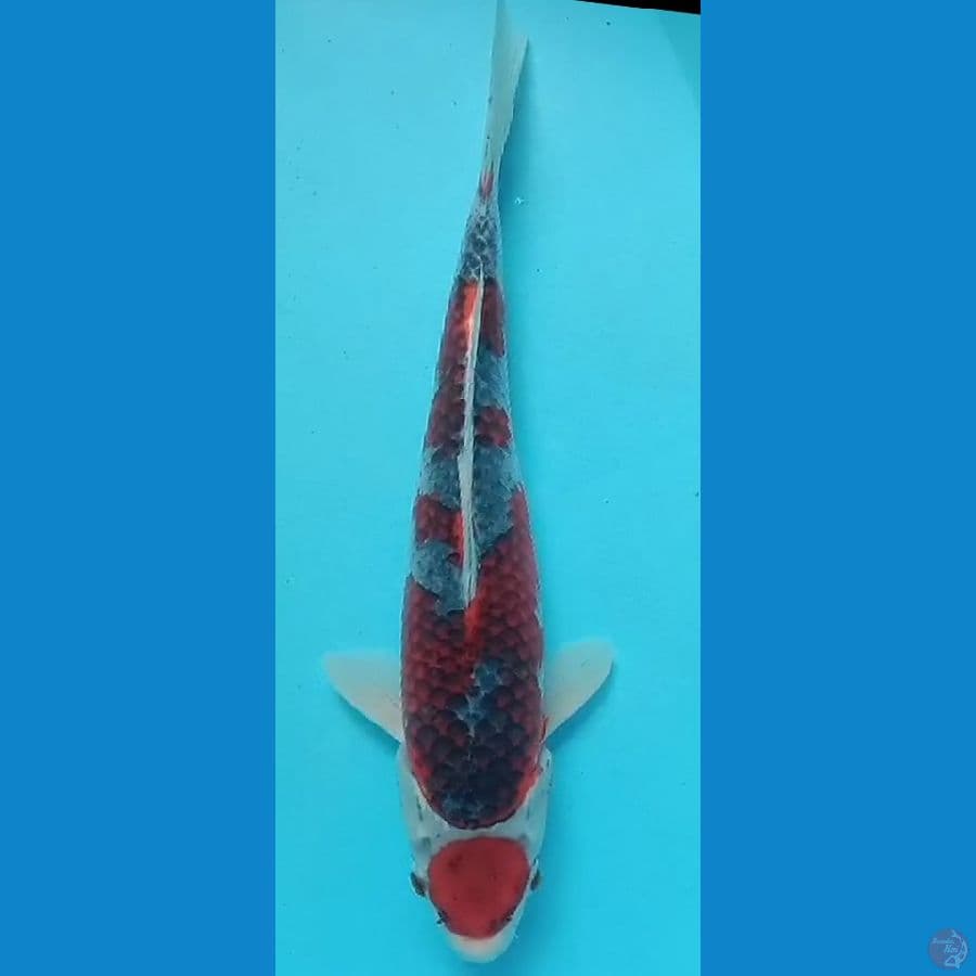 Maruten Kuro Gosiki male 40 cm