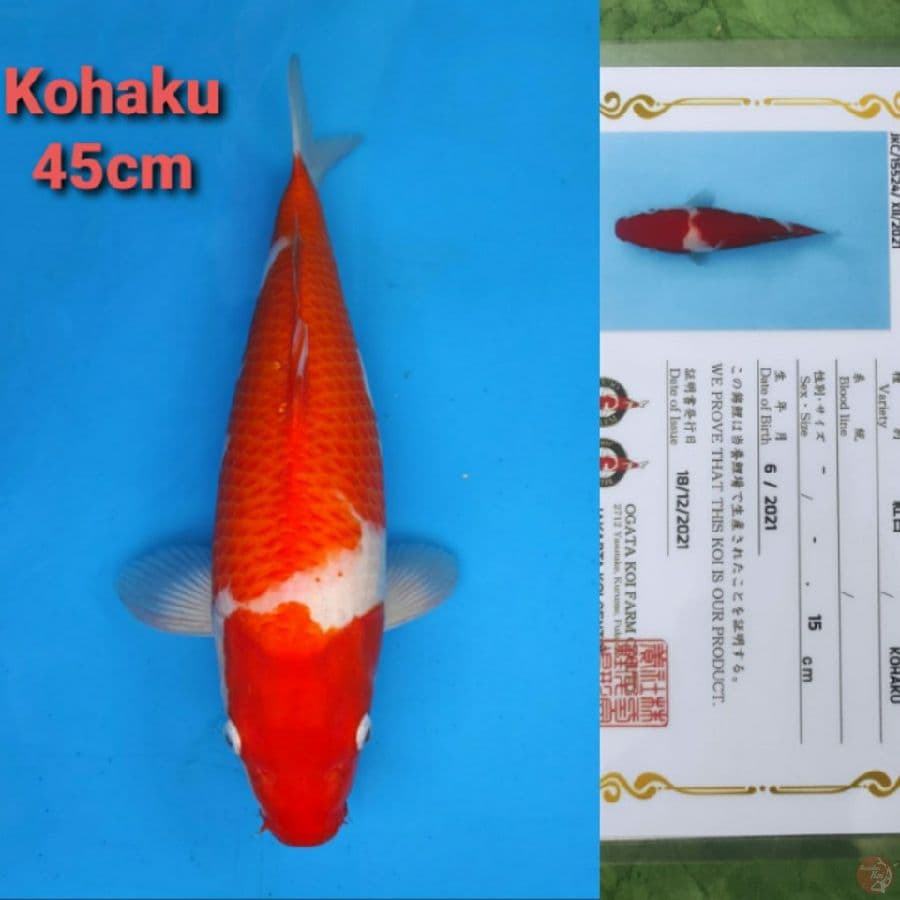 OGATA KOHAKU 45CM FEMALE SERTI