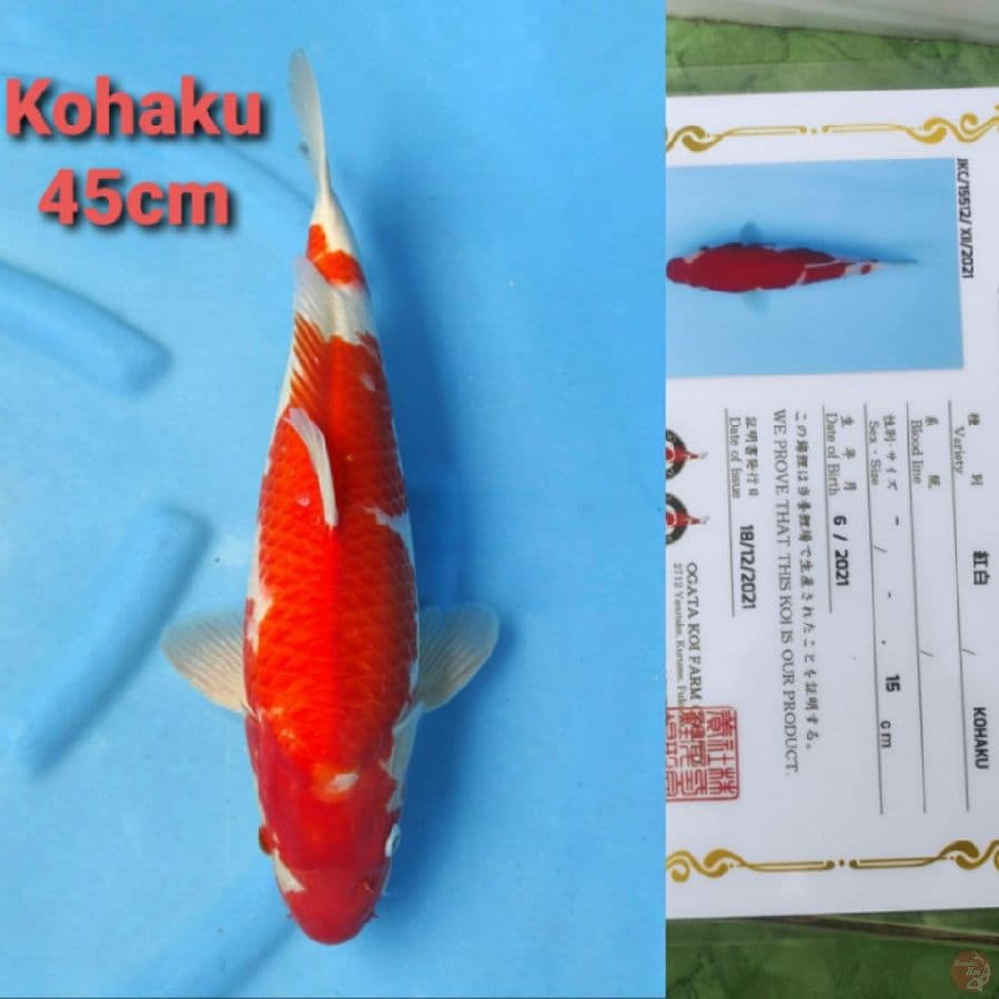 OGATA KOHAKU 45CM MALE SERTI