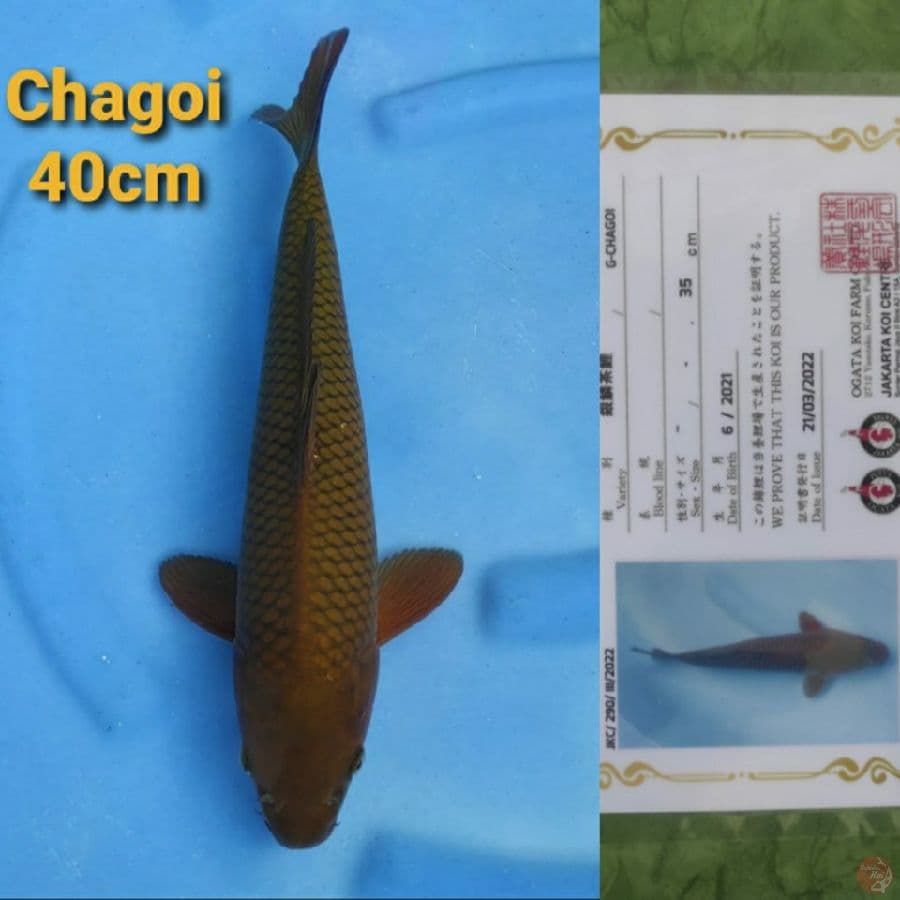 OGATA CHAGOI 40CM SERTI