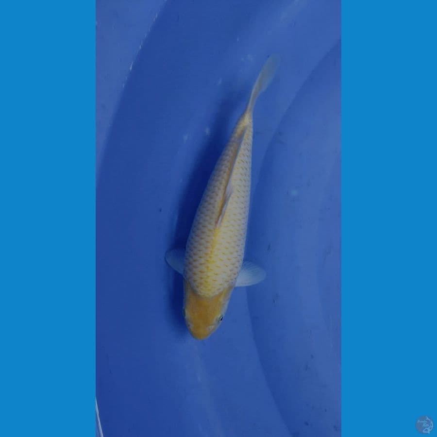 Jagung berenang