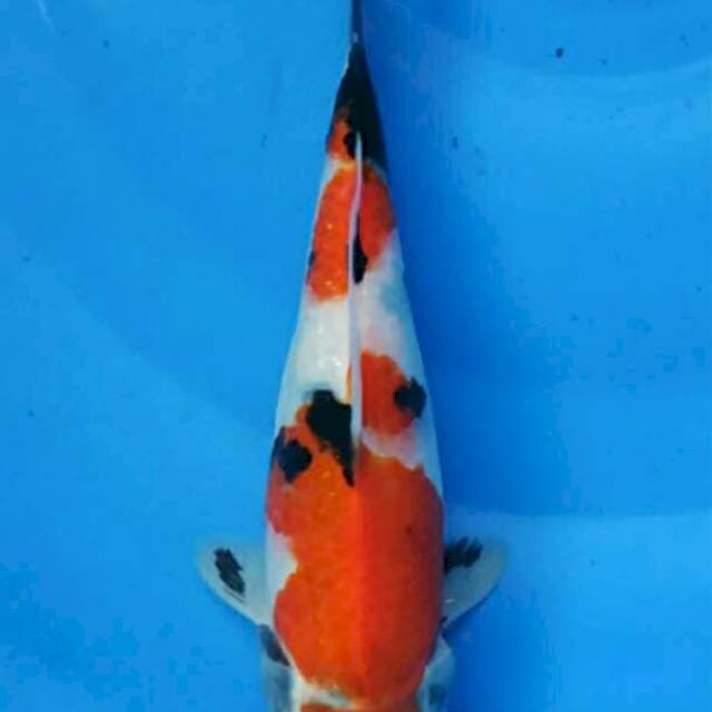 Showa Sanshoku