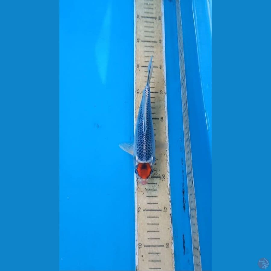 MALE 20cm