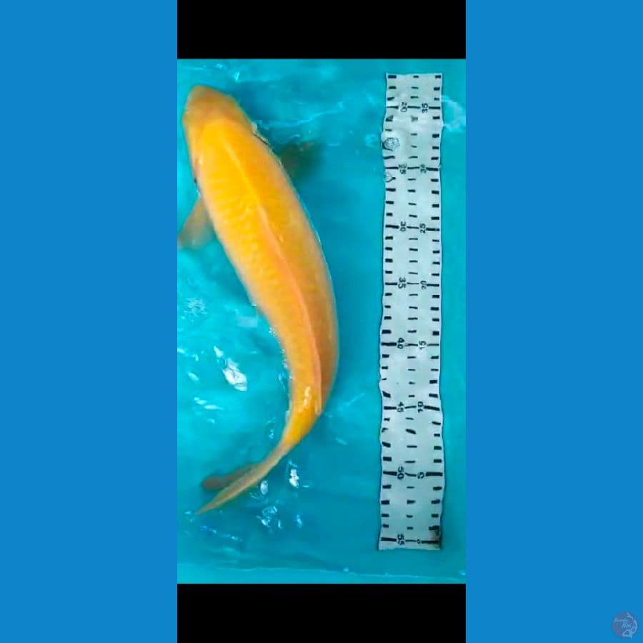 karasi 38cm jantan