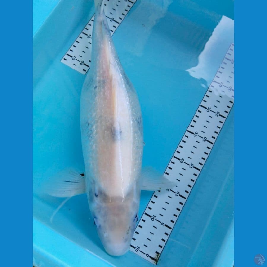 shiro tategoi 46cm