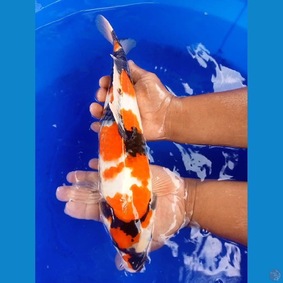 showa sanshoku 39cm